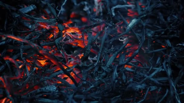 Λαμπερό Embers Από Δασικές Πυρκαγιές — Αρχείο Βίντεο