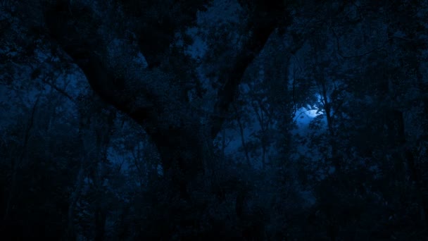 Měsíc Lesem Velkým Zarostlým Stromem — Stock video