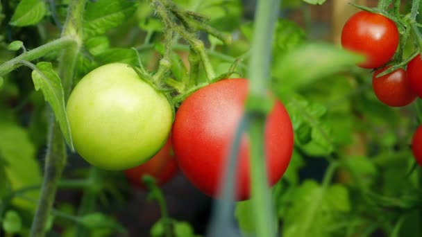 Tomate Verte Mûre Rouge Non Mûre Différentes Étapes Concept — Video