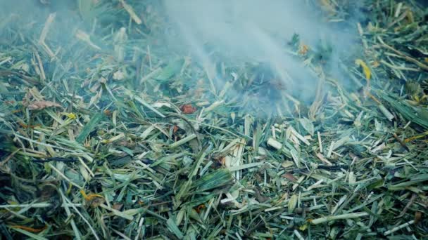 Smoldering Κάπνισμα Foliage Pile Φθινοπωρινή Φθινοπωρινή Σκηνή — Αρχείο Βίντεο