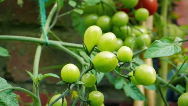 Onrijpe Groene Tomaten Wijnstok — Stockvideo