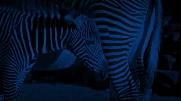 Zebra Foal Its Mother Night — стоковое видео