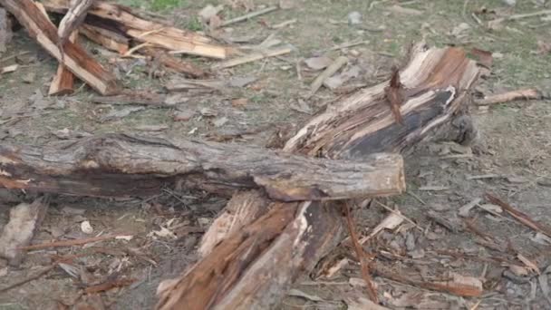 Favágás farönk szerszámok, mint a fejsze. Indiai munkások fát vágnak. Fűrészelés — Stock videók