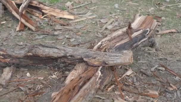 Houtkap met gereedschap zoals bijl. Indiaanse arbeid die hout kapt. Zaagwouden — Stockvideo