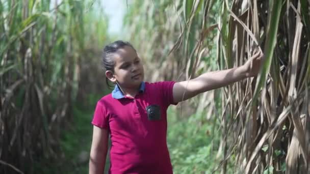 Filmagem em câmara lenta de um rapaz indiano a andar num campo de cana-de-açúcar, campo de relva. Menina indiana brincando — Vídeo de Stock