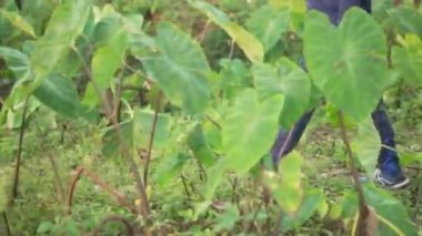 Şeker kamışı tarlasında yürüyen Hintli bir çocuk, çim tarlası. Doğada sabah yürüyüşü.