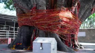 Hint kültürü Ficus religiosa 'ya ya da kutsal incir ağacına ya da Peepal ağacına, banyan ağacının etrafına bağlanmış kutsal ipliğe, elmalı 422' ye, Cinetone 'ye tapar.