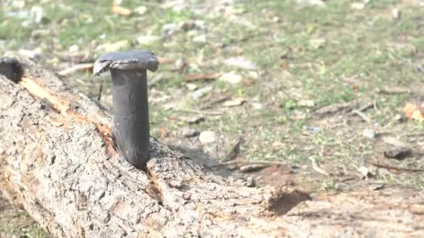 斧やハンマーなどのツールで木のログの切断.インドの労働力伐採木材ログ。ソーイングの森 — ストック動画