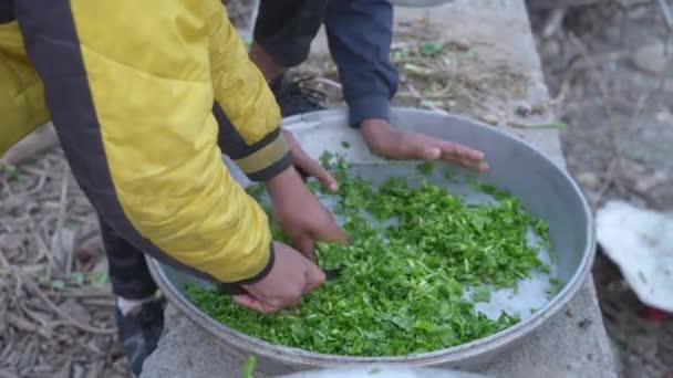 インド人はナイフで緑の野菜を切る。昼食のための緑の野菜 — ストック動画