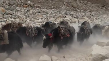 Everest Dağı 'nın Nepal' deki manzara videoları 5,364 metre yükseklikte. Yüksek kaliteli Full HD görüntüler.