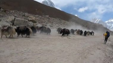 Everest Dağı, Himalaya, Nepal 5 Haziran 2021. Boğalar malları tepeden tırnağa taşıyor.. 