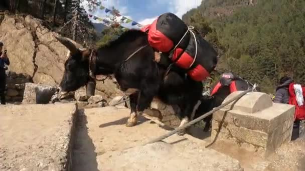 Mount Everest Himalaya Nepal June 2021 Bulls Carrying Goods Bottom — Vídeos de Stock