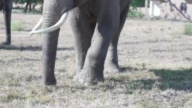 Elephant eating grass in Corbett national park India. High-quality Apple Prores 60 FPS 4k footage.