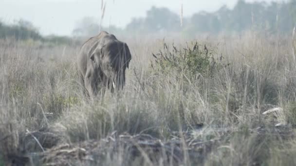 Elephant Eating Grass Corbett National Park India High Quality Apple — Vídeo de Stock
