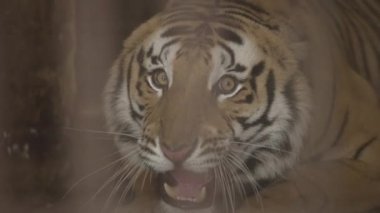 Tiger caught in a cage roaring in Jim Corbett national park India. High-quality Apple Prores 60 FPS 4k footage.