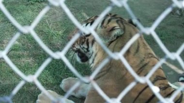Tiger caught in a cage roaring in Jim Corbett national park India. High-quality Apple Prores 60 FPS 4k footage.