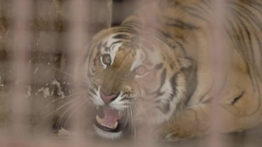 Tiger caught in a cage roaring in Jim Corbett national park India. High-quality Apple Prores 60 FPS 4k footage.
