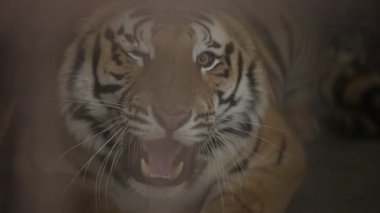 Tiger caught in a cage roaring in Jim Corbett national park India. High-quality Apple Prores 60 FPS 4k footage.