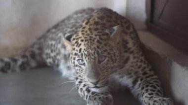 Leopard caught in a cage roaring in Jim Corbett national park India. High-quality Apple Prores 60 FPS 4k footage.