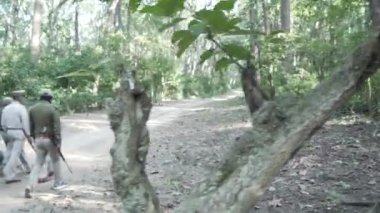 Dehradun, Uttarakhand India June 1 2022. Forest officials patrol to protect animals from poachers in Jim Corbett national park India. HQ Apple Prores 60 FPS 4k footage.