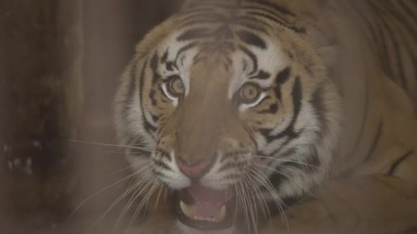 Tiger Caught Cage Roaring Jim Corbett National Park India High — ストック動画