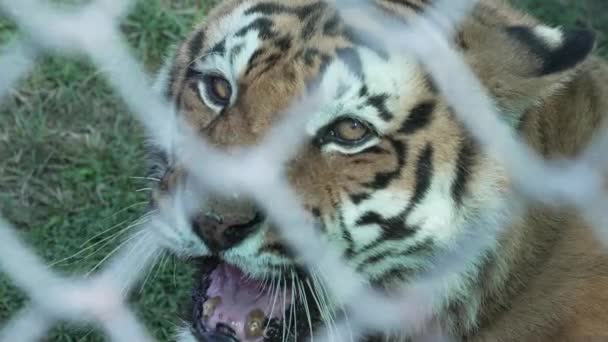 Tiger Caught Cage Roaring Jim Corbett National Park India High — Vídeos de Stock