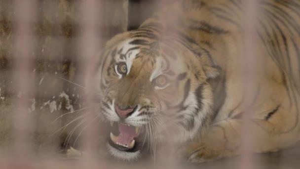 Tiger Caught Cage Roaring Jim Corbett National Park India High — стоковое видео
