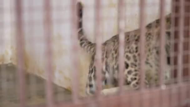 Leopard Caught Cage Roaring Jim Corbett National Park India High — Vídeo de stock