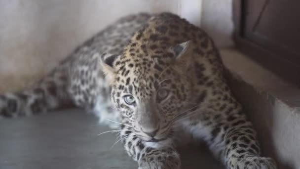 Leopard Caught Cage Roaring Jim Corbett National Park India High — ストック動画