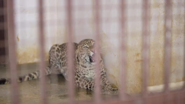 Leopard Caught Cage Roaring Jim Corbett National Park India High — Stock Video