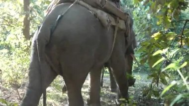 Elephant couple walking in dens forest with forest officers on them in Corbett national park India. High-quality Apple Prores 60 FPS 4k footage.