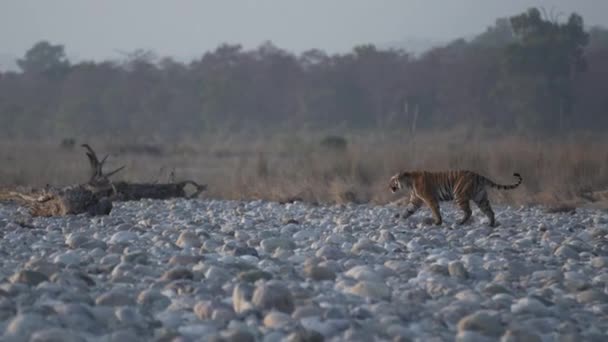 Tiger Walking Forest Search Prey Food Jim Corbett National Park — ストック動画