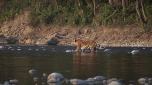 Tiger Crossing River Ramganga Jim Corbett National Park India High — Αρχείο Βίντεο