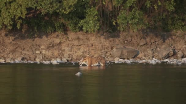 Tiger Drinking Water River Jim Corbett National Park India High — Stockvideo