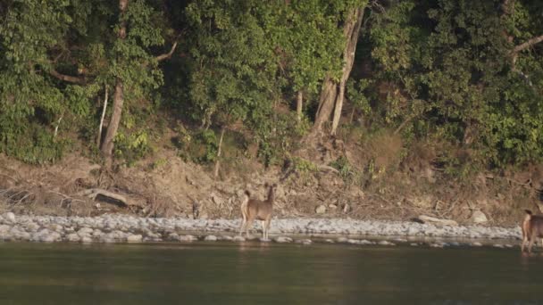 Tiger Chasing Deer Attack Them Food Jim Corbett National Park — Stock Video
