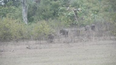 wild boar walking in the forest in search of prey for food in Jim Corbett national park India. High-quality Apple Prores 60 FPS 4k footage.