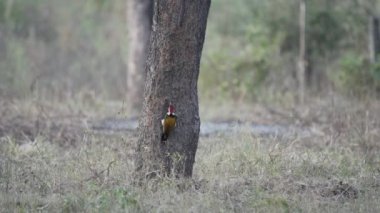 Woodpeckers in the forest of Jim Corbett national park India. High-quality Apple Prores 60 FPS 4k footage.