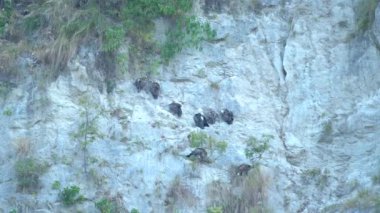 A vulture birds sitting on a mountain in Jim Corbett national park India. High-quality Apple Prores 29.97 FPS 4k footage.