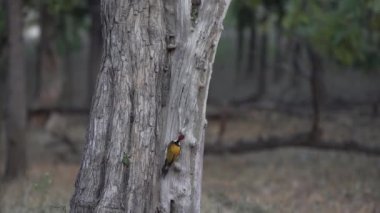 Woodpeckers in the forest of Jim Corbett national park India. High-quality Apple Prores 60 FPS 4k footage.