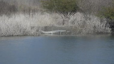 Crocodile sitting near the river in search of prey for food in Jim Corbett national park India. High-quality Apple Prores 60 FPS 4k footage.