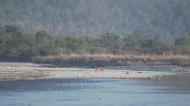 Tiger crossing river Ramganga in Jim Corbett national park India. High-quality Apple Prores 60 FPS 4k footage.