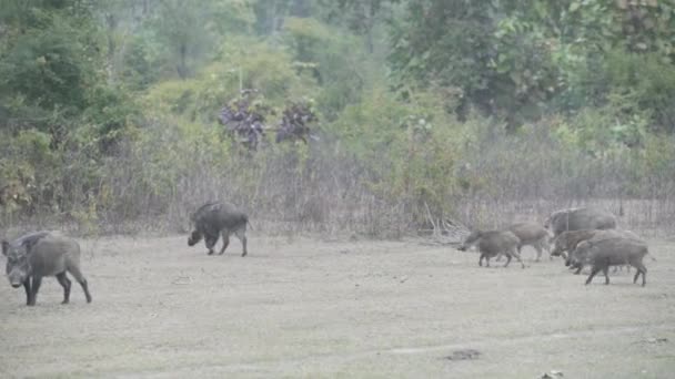Wild Boar Walking Forest Search Prey Food Jim Corbett National — ストック動画
