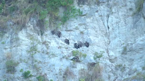 Vulture Birds Sitting Mountain Jim Corbett National Park India High — Stock Video