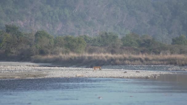 Tiger Crossing River Ramganga Jim Corbett National Park India High — Stockvideo