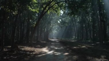 The road for the tourist and transportation in the Dense forest of Jim Corbett national park. High-quality Apple Prores 4k footage.