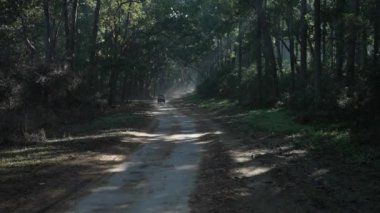 The road for the tourist and transportation in the Dense forest of Jim Corbett national park. High-quality Apple Prores 4k footage.