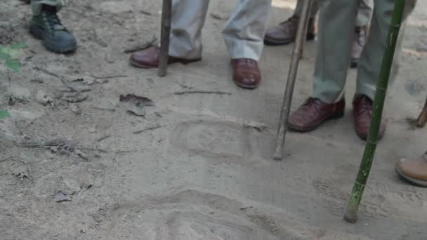 Forest Officials Find Footprints Tigers While Patrolling Jim Corbett National — Video Stock