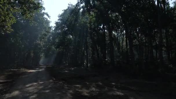 Road Tourist Transportation Dense Forest Jim Corbett National Park High — ストック動画