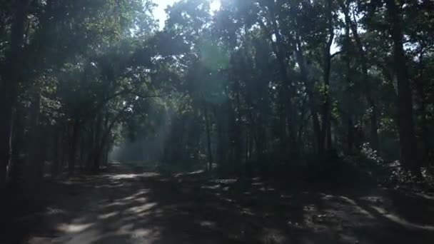 Road Tourist Transportation Dense Forest Jim Corbett National Park High — ストック動画