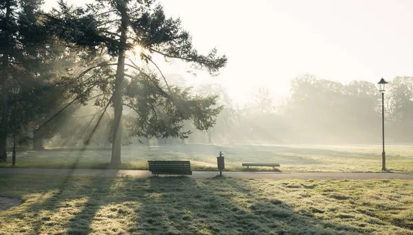 Panorama Van Stadspark Ochtend Met Zon Die Door Een Boom — Stockfoto